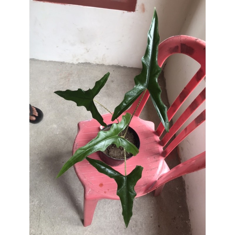 alocasia sabrina sp sulawesi