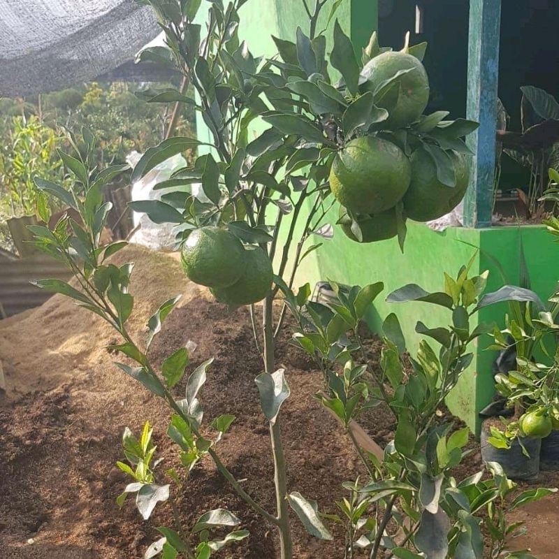 Bibit Jeruk Keprok Kondisi Berbuah Murah