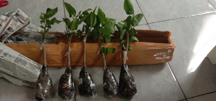 Paket Bunga Sepatu 5pcs