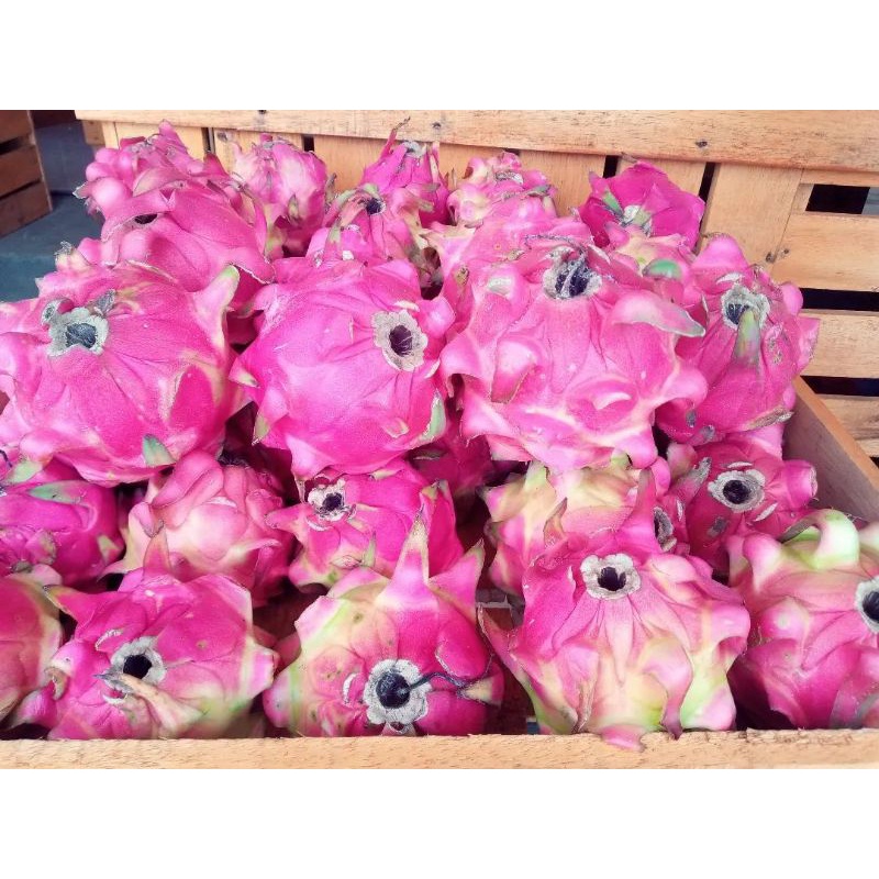 

BUAH NAGA MERAH/ RED DRAGON FRUIT TERMURAH PREMIUM QUALITY