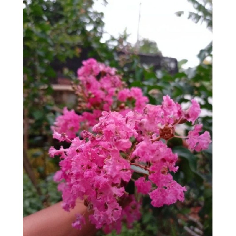 BIBIT TANAMAN HIAS SAKURA JEPANG ASLI