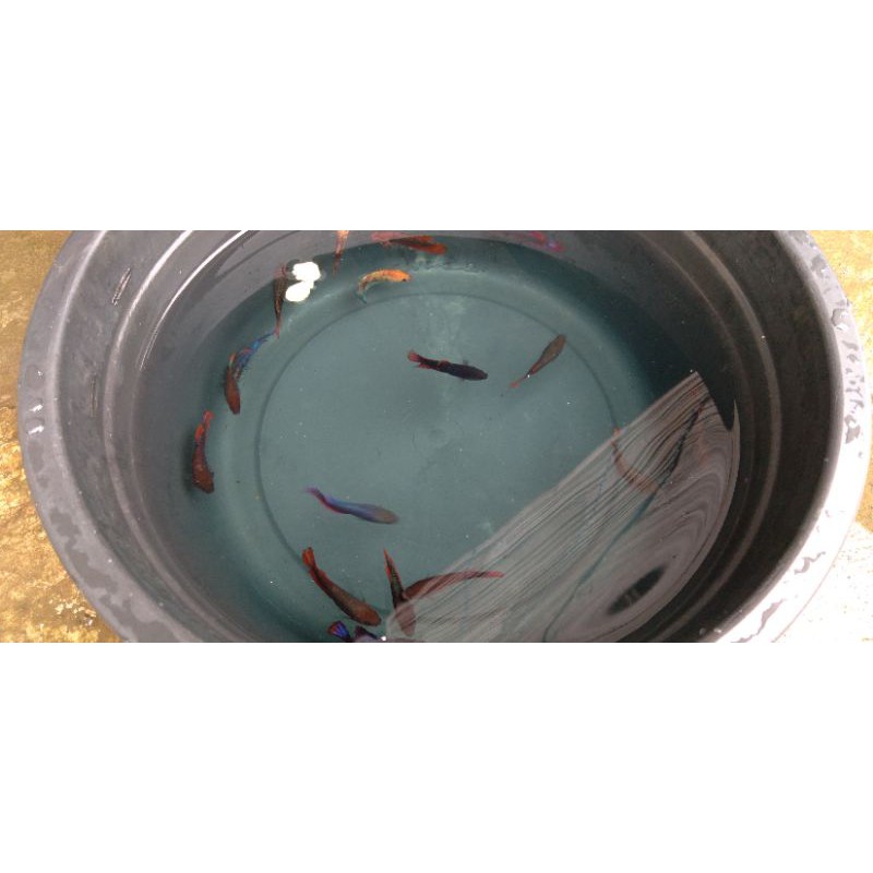 Ikan Cupang Cendolan INDUKAN/Betina full telor