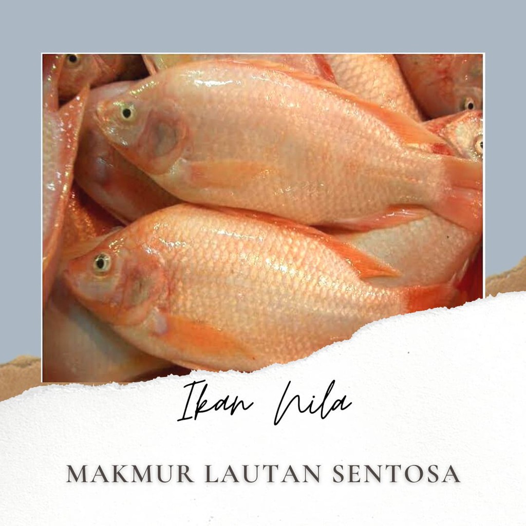 

IKAN NILA FRESH SEGAR HARIAN 1KG