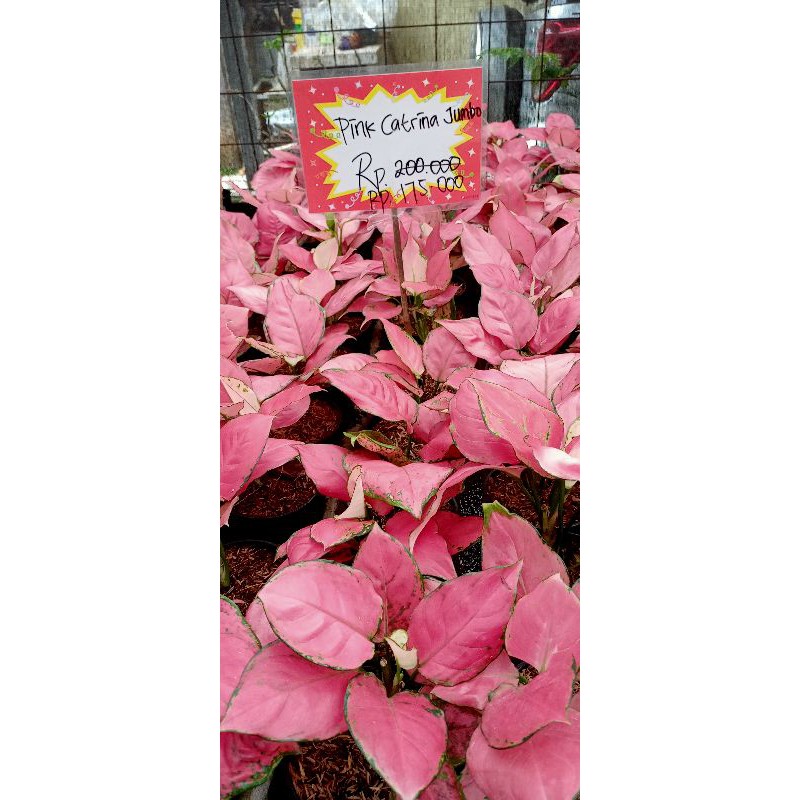 aglonema pink catrina jumbo / aglonema murah / pusat aglonema / grosir tanaman hias