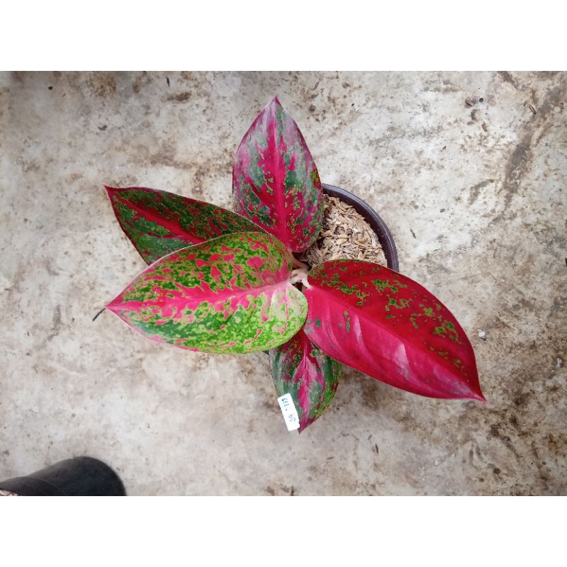 aglonema red stardust dan kocin kuning