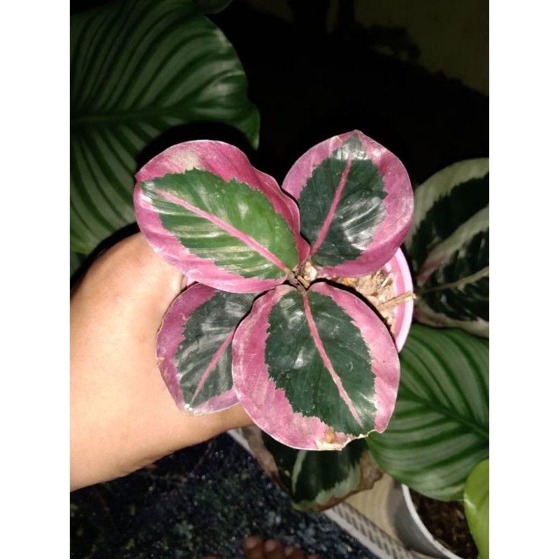 calathea cyntia pink / sintia ping