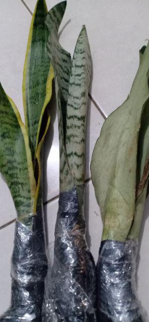 Terbaru!! Paket 3 Tanaman Hias Pembersih Udara Sansevieria - Tiger - Moonshine - Lidah Mertua