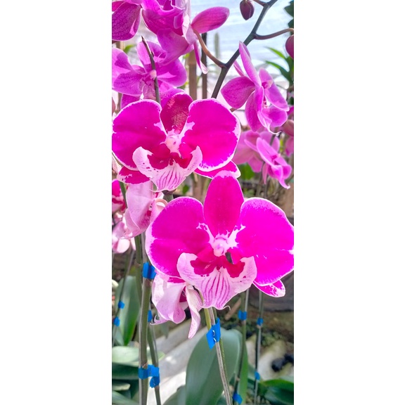 Angbul Dewasa (EN-10)