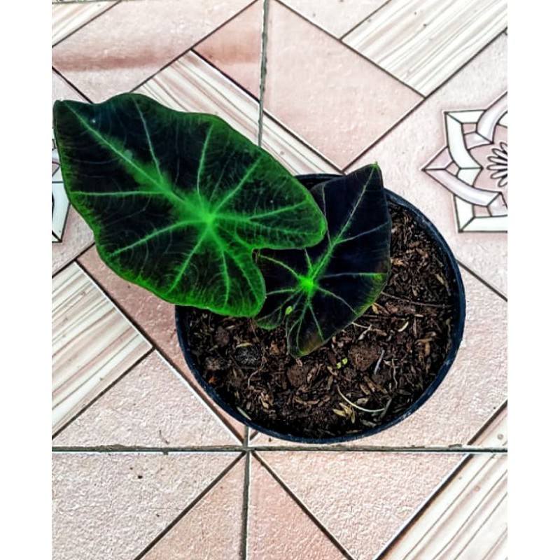 Colocasia  Black Magic Beauty