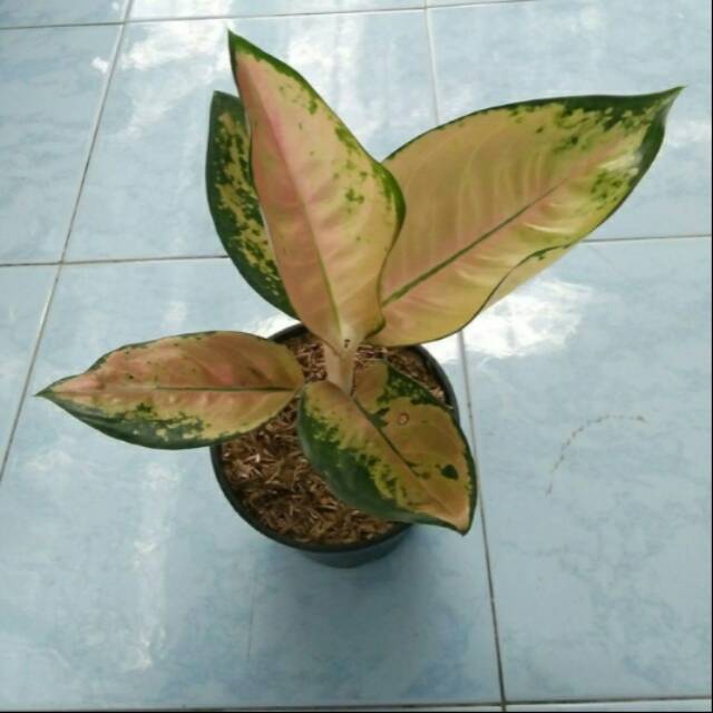 Tanaman hias Aglonema Sultan brunei-Aglonema sultan brunei