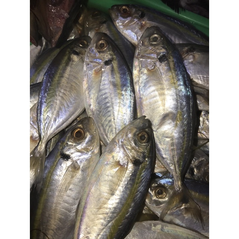 

ikan selar 500gr