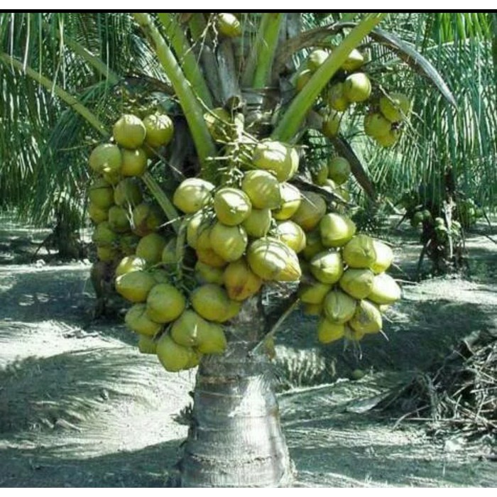 Bibit Kelapa Genjah Salak Unggul