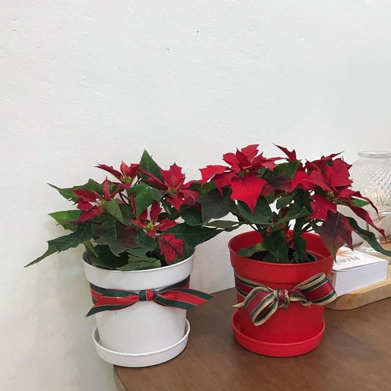 Tanaman Hias Kastuba Merah, Bunga Kastuba Merah