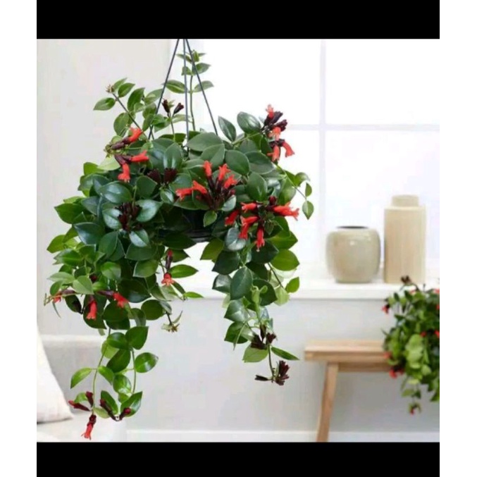 Lipstik Gantung /Bibit Tanaman Hias Bunga Gantung