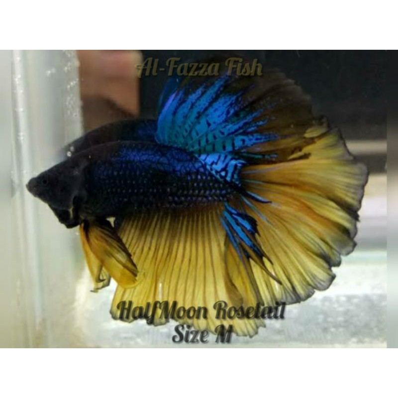 jual ikan hias-ikan cupang HalfMoon-Rosetail-size M-cupang hais jantan-warna random