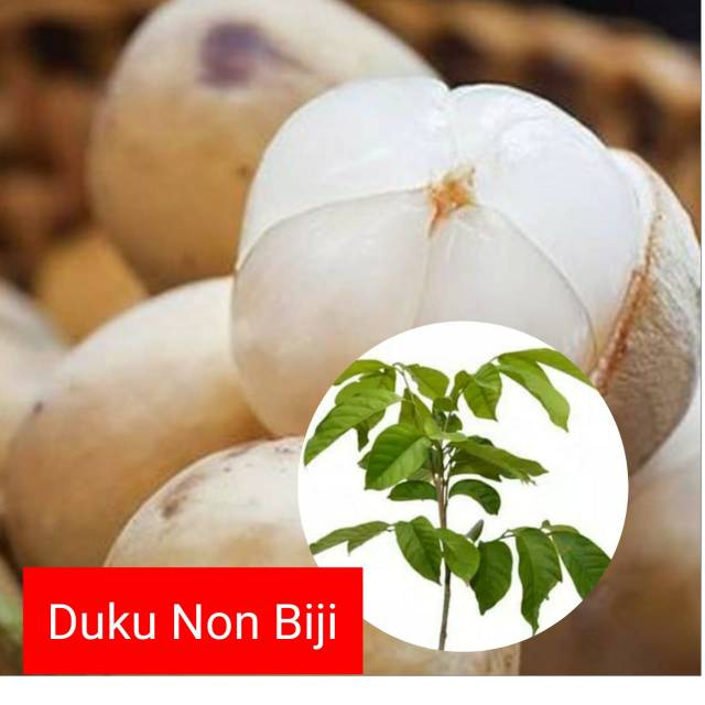 Bibit Duku Non Biji