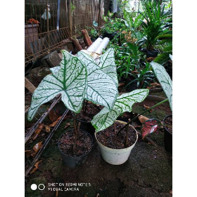 Tanaman hias - caladium white christmas (keladi putih)