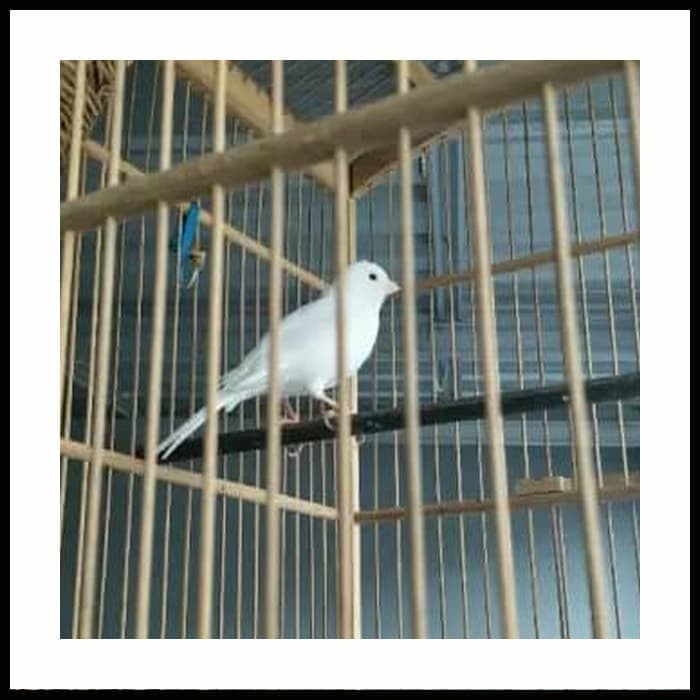 Burung Kenari Putih Betina Ring Ternak Shopee Indonesia
