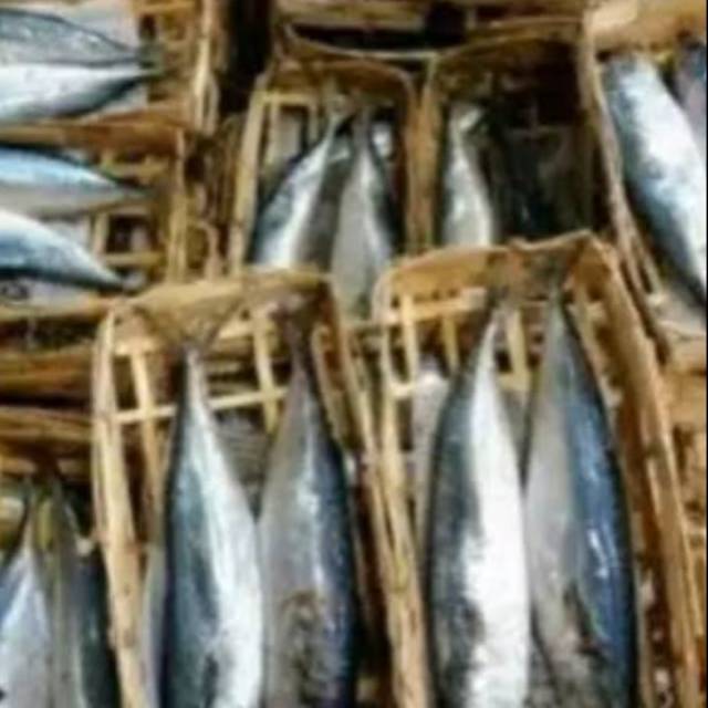 

Ikan Cuek Segar