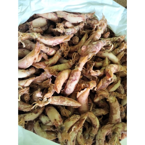 

cumi asin betelur