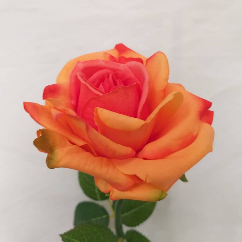 BUNGA ROSE MAWAR SUPER GRADE (WARNA ORANGE) | TERMURAH