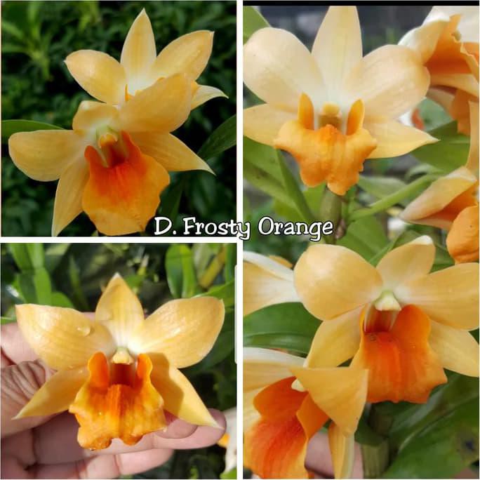 Produk Unggulan Anggrek Dendro Frosty Orange