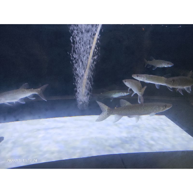 hiasan aquarium odoe pike