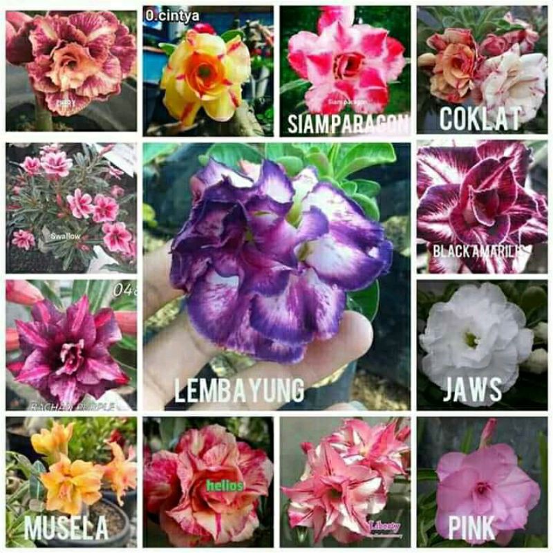 

Bibit Adenium Kamboja Tumpuk