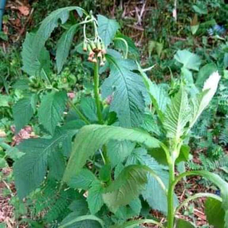 

Daun jintrong atau sintrong segar 500 gram
