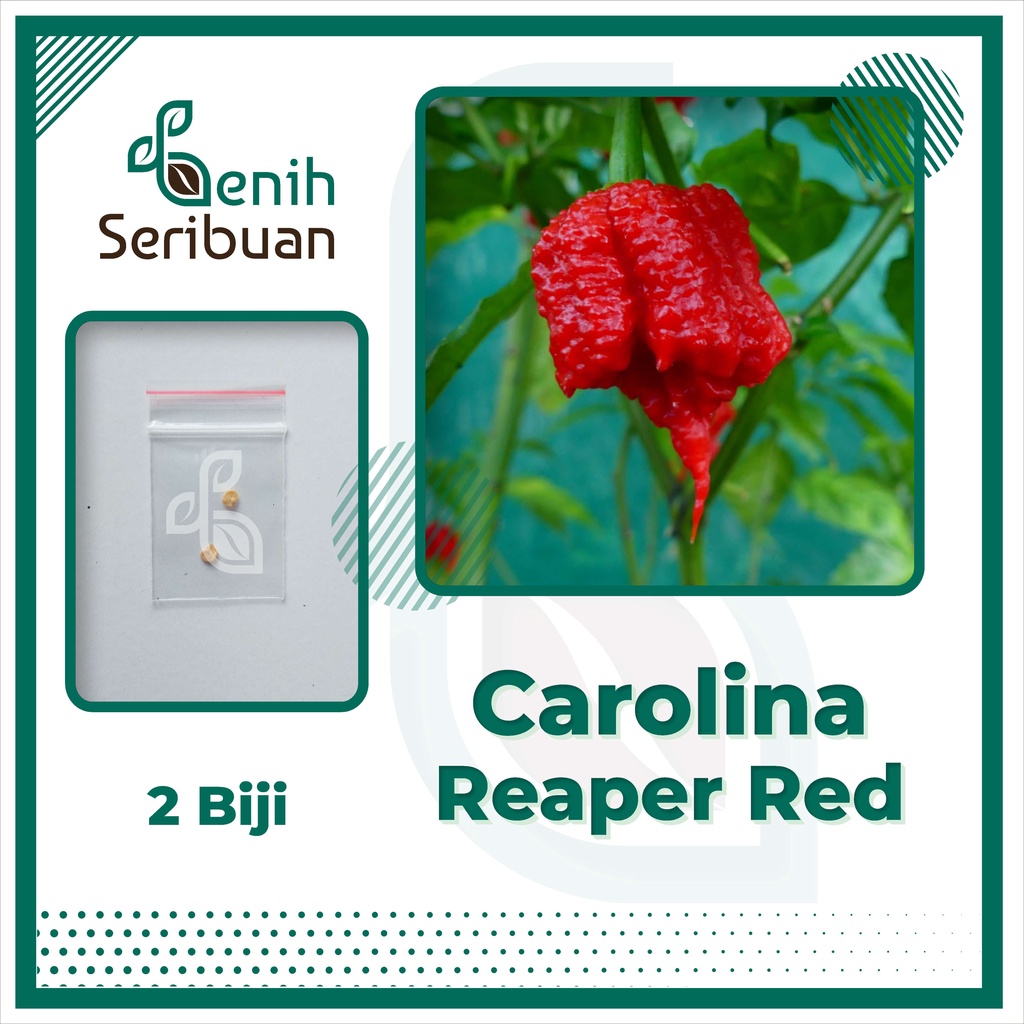 2 Bibit Cabe Carolina Reaper Merah Benih Cabai Rekor Terpedas di Dunia Kualitas Premium Sayuran Red
