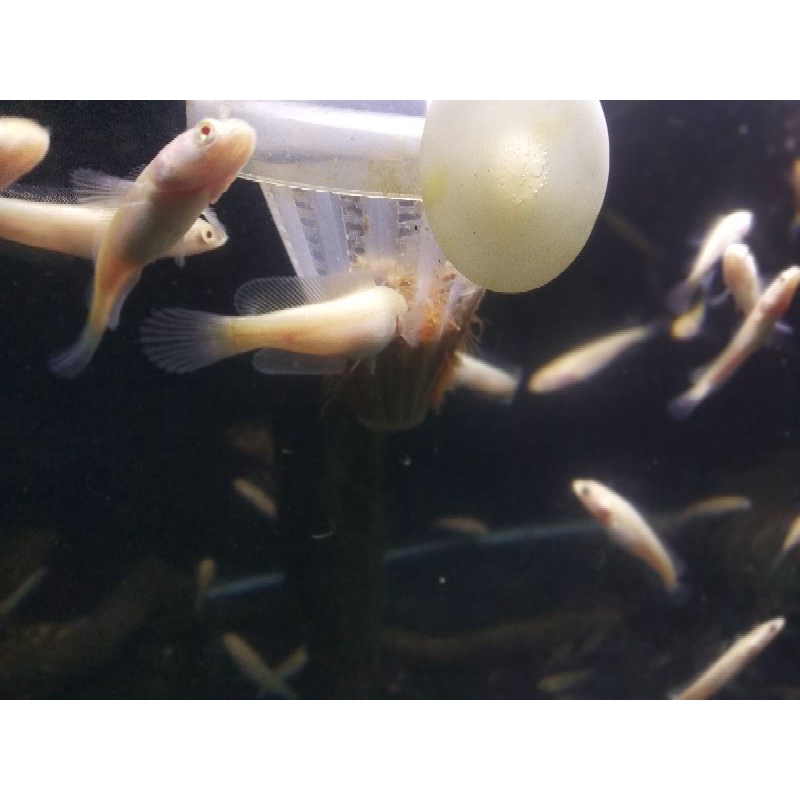 striata albino 3_4cm