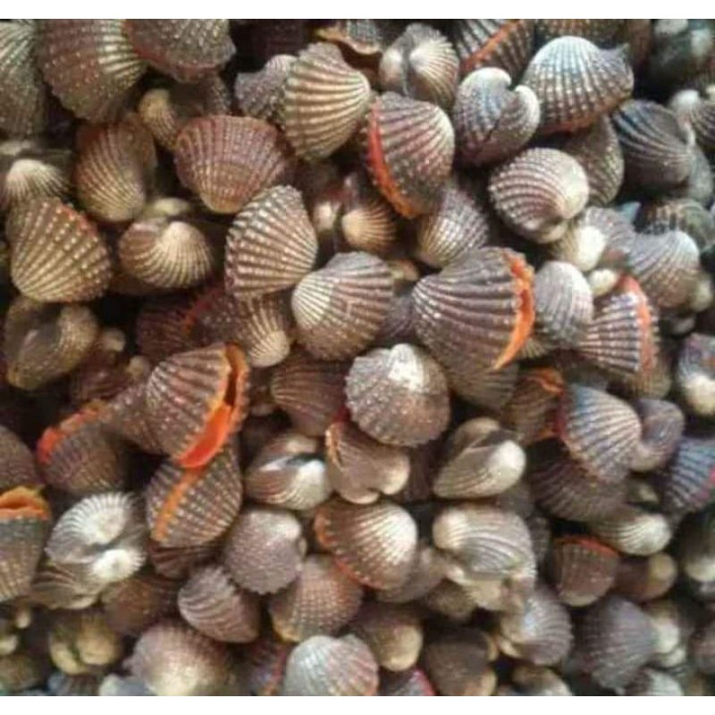 

kerang dara/kerang darah @1kg