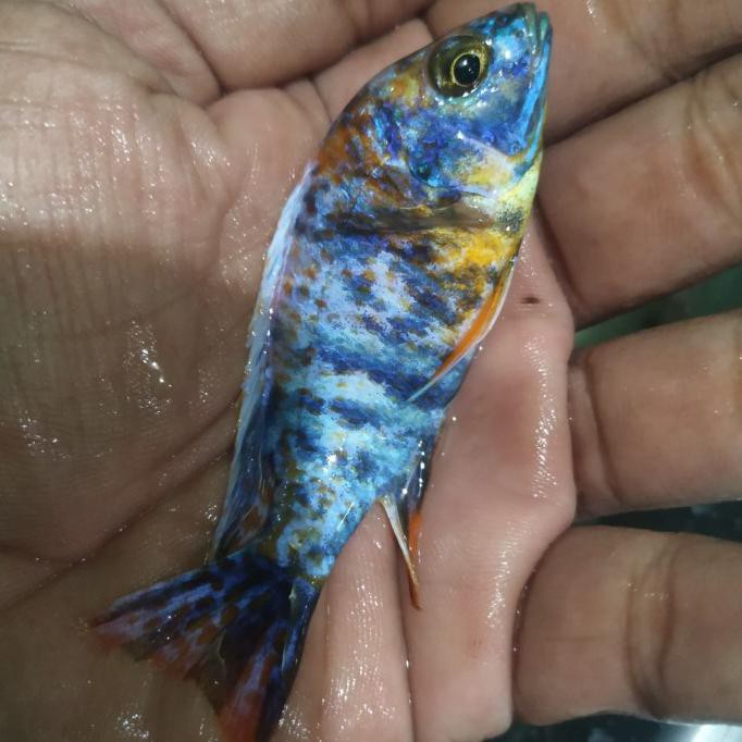 Terbaru Ob Peacock Aulonocara Cichlid