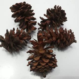  BUNGA PINUS KERING  BAHAN KERAJINAN DEKORASI DIY Shopee 