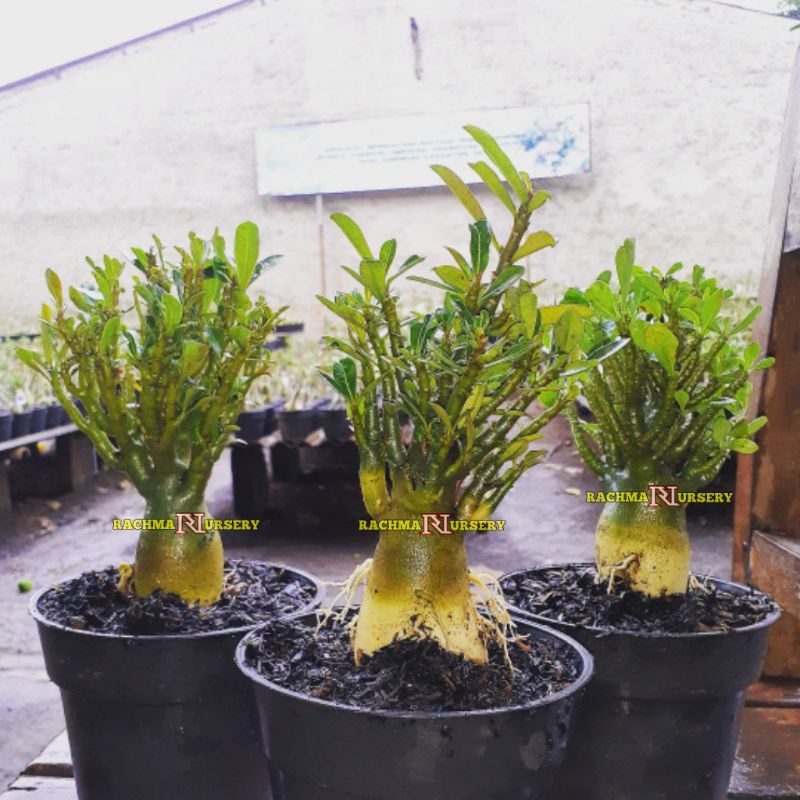 ADENIUM CABSER (CABANG SERIBU) SIZE A+