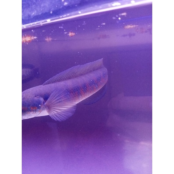 

ikan Asiatika rs