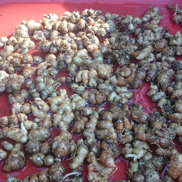 

NEW Promo KENCUR 1 KG Murah