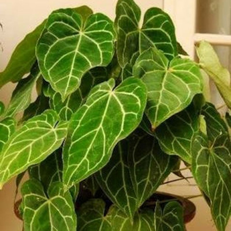 Anturium kuping gajah mini - Tanaman hias Anturium Kuping Gajah