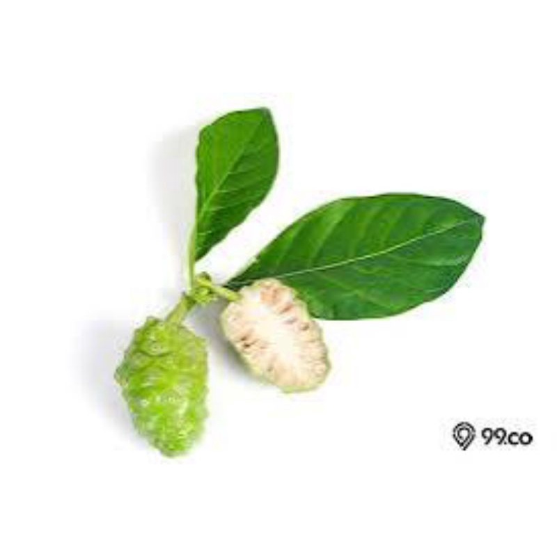 DAUN MENGKUDU~OBAT HERBAL~BUNGKUS MAKANAN BOTOK IKAN