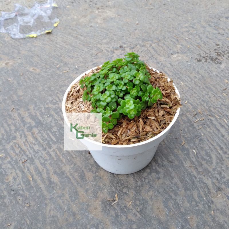 sedum makinoi ogon tanaman hias