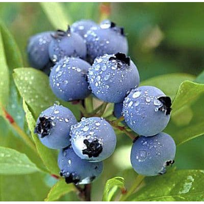 10 biji benih bonsai buah blueberry / blue berry