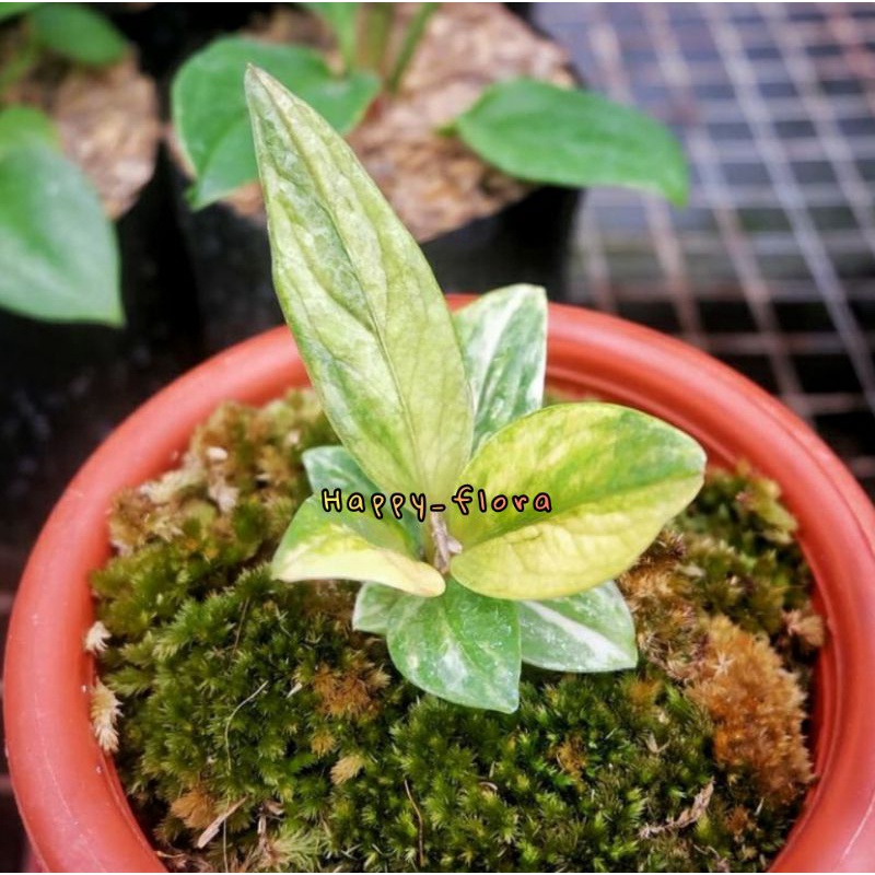 NEW PROMO BIJI Anthurium Jemani Cobra Variegata yellow