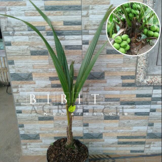 Bibit Kelapa Pandan Wangi Premium