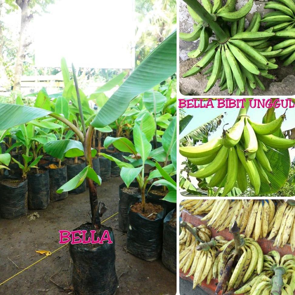 Unggulan Bibit Buah Pisang Tanduk Supeer U*