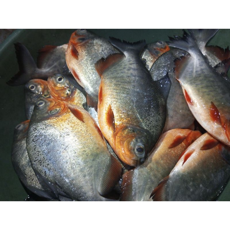

ikan bawal fresh 1kg
