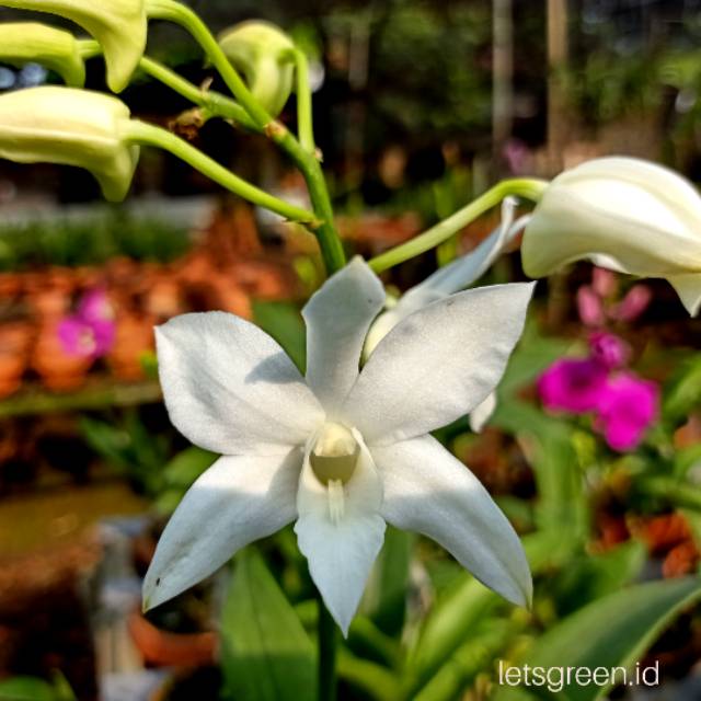 Anggrek Dendrobium White Grace