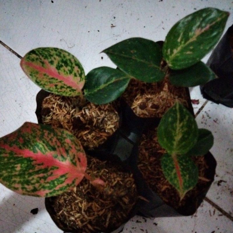 bibit aglonema treasure of siam