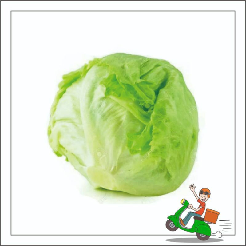

Lettuce head /sayur lettus