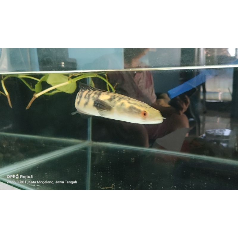 CHANNA MARU YELLOW SENTARUM/ MATA MERAH / BAR SIMET/ WARNA MANTAP / 20-23cm / BUNGA BANYAK/ CALON JU