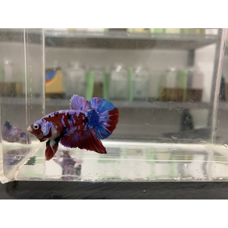 ikan cupang koi galaxy multicolour (male)